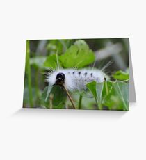 White and wooly Greeting Card