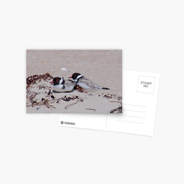 SHOREBIRD ~ Hooded Plover by David Irwin ~ WO Postcard