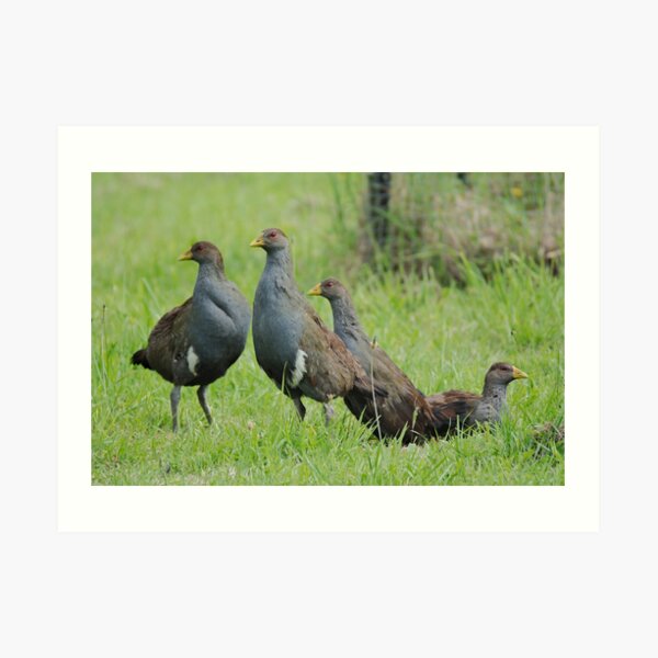 NATIVE-HEN ~ Piyura by David Irwin ~ WO Art Print