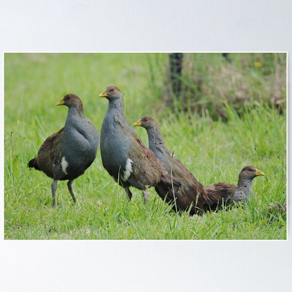 NATIVE-HEN ~ Piyura 32MYW4DB by David Irwin ~ WO Poster