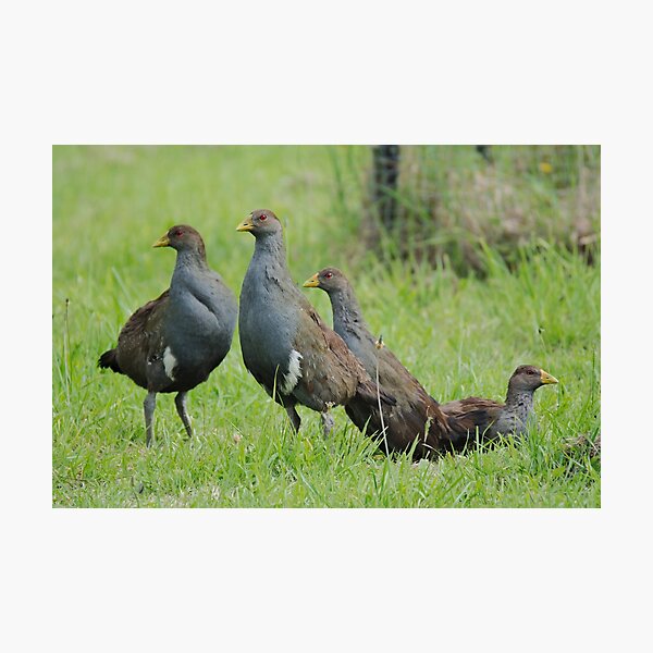 NATIVE-HEN ~ Piyura 32MYW4DB by David Irwin ~ WO Photographic Print