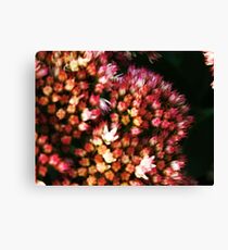 wonderful flowers Canvas Print
