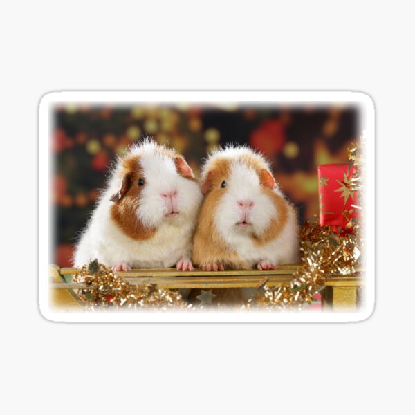 Item preview, Two guinea pigs wish Merry Christmas designed and sold by Toffy2222.
