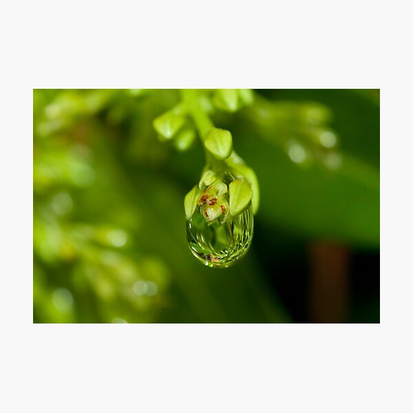 SWEET Photographic Print