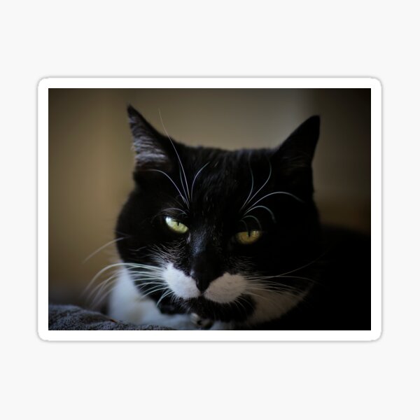 Katze, Kurzhaarkatze Sticker