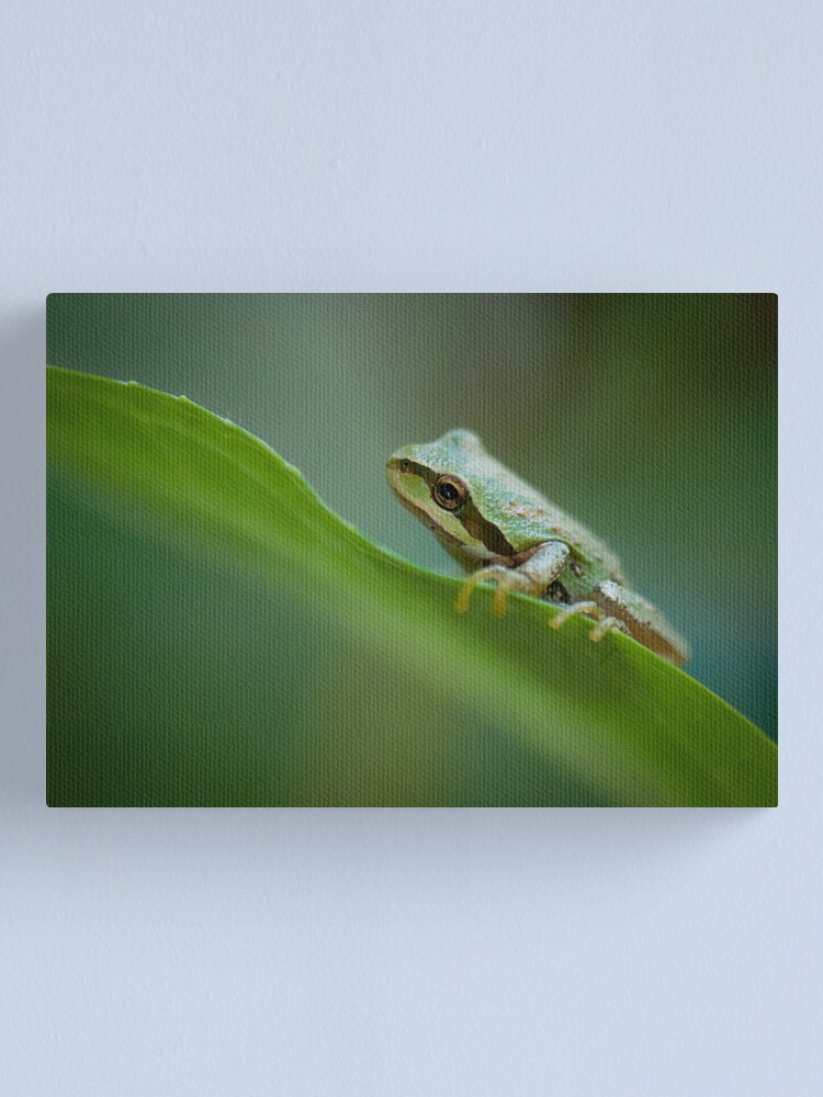Alternate view of Frog on a Leaf Canvas Print