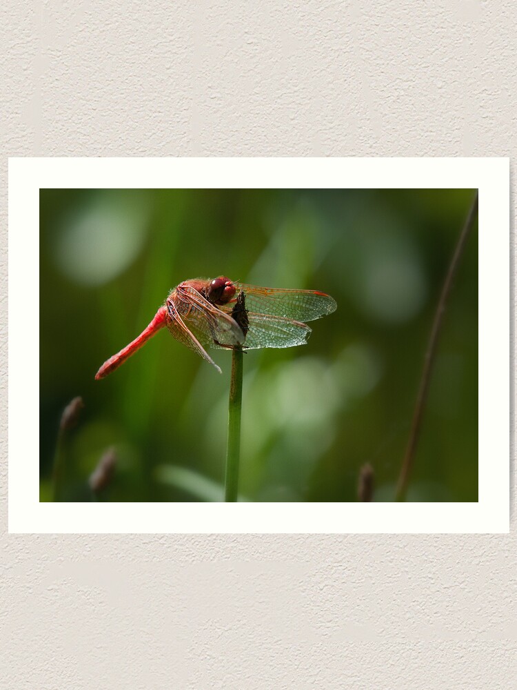 Alternate view of Tattered yet alive Art Print