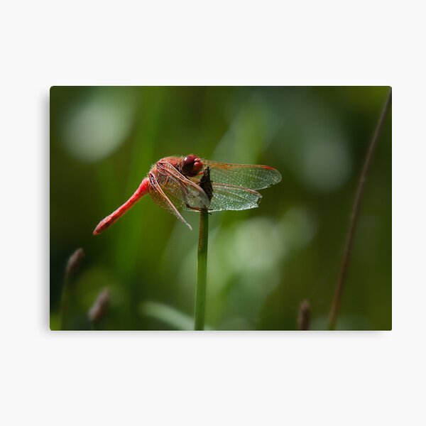 Tattered yet alive Canvas Print