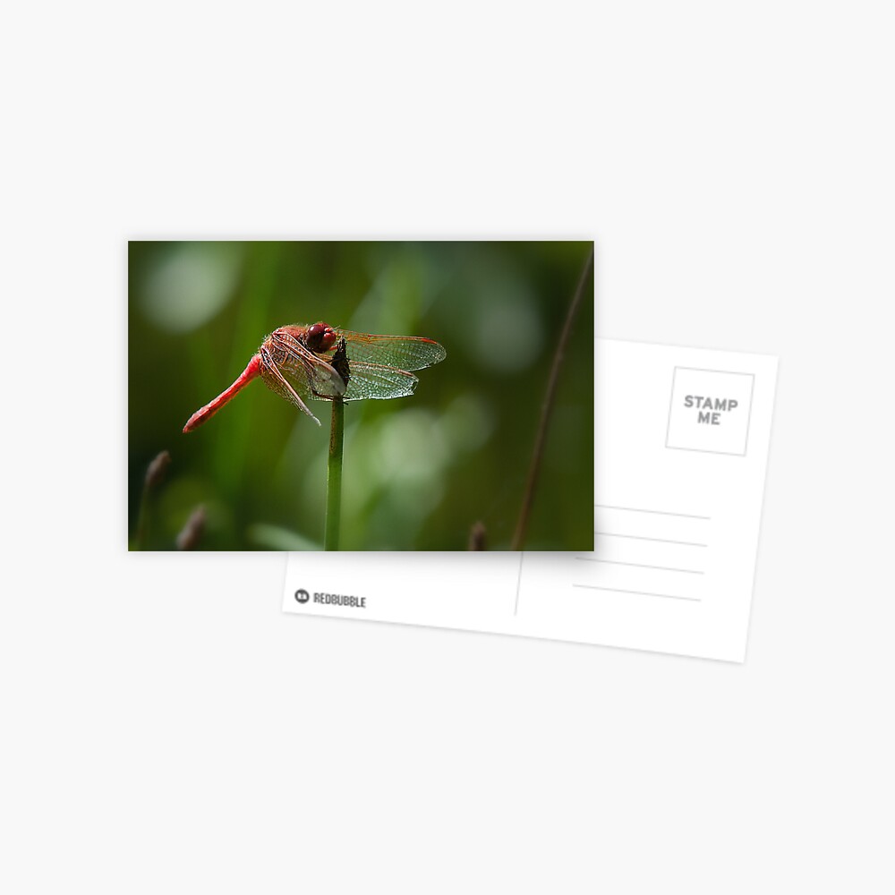 Tattered yet alive Postcard
