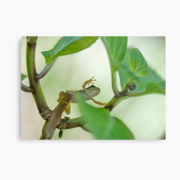 Leap of Faith Metal Print