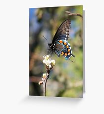 Swallowtail Butterfly Greeting Card