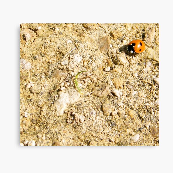 Ladybird Canvas Print