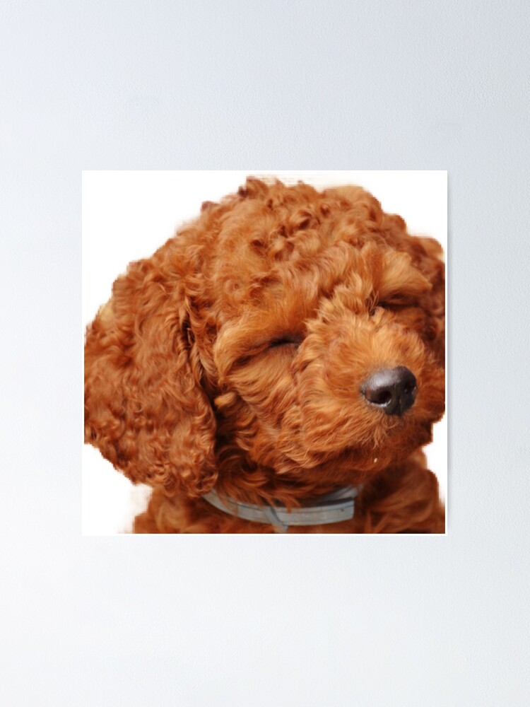 poodle mini toy apricot