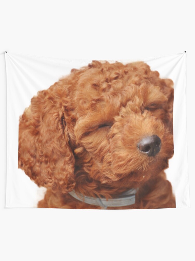 apricot poodle puppy