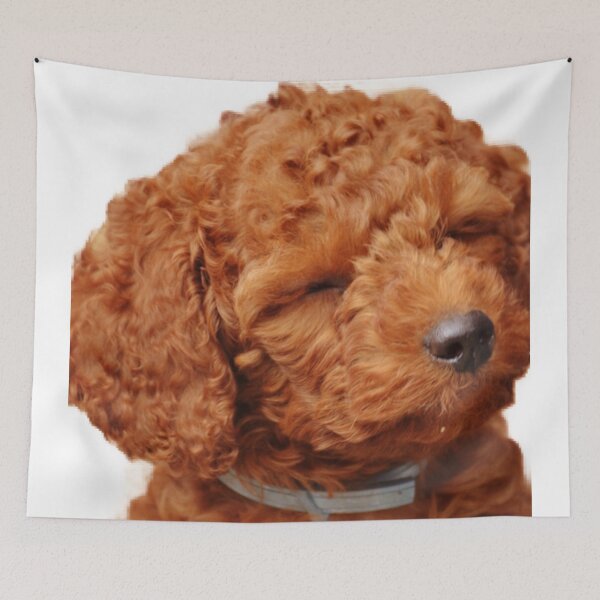 Item preview, Apricot Poodle Puppy  designed and sold by Hvll1116.