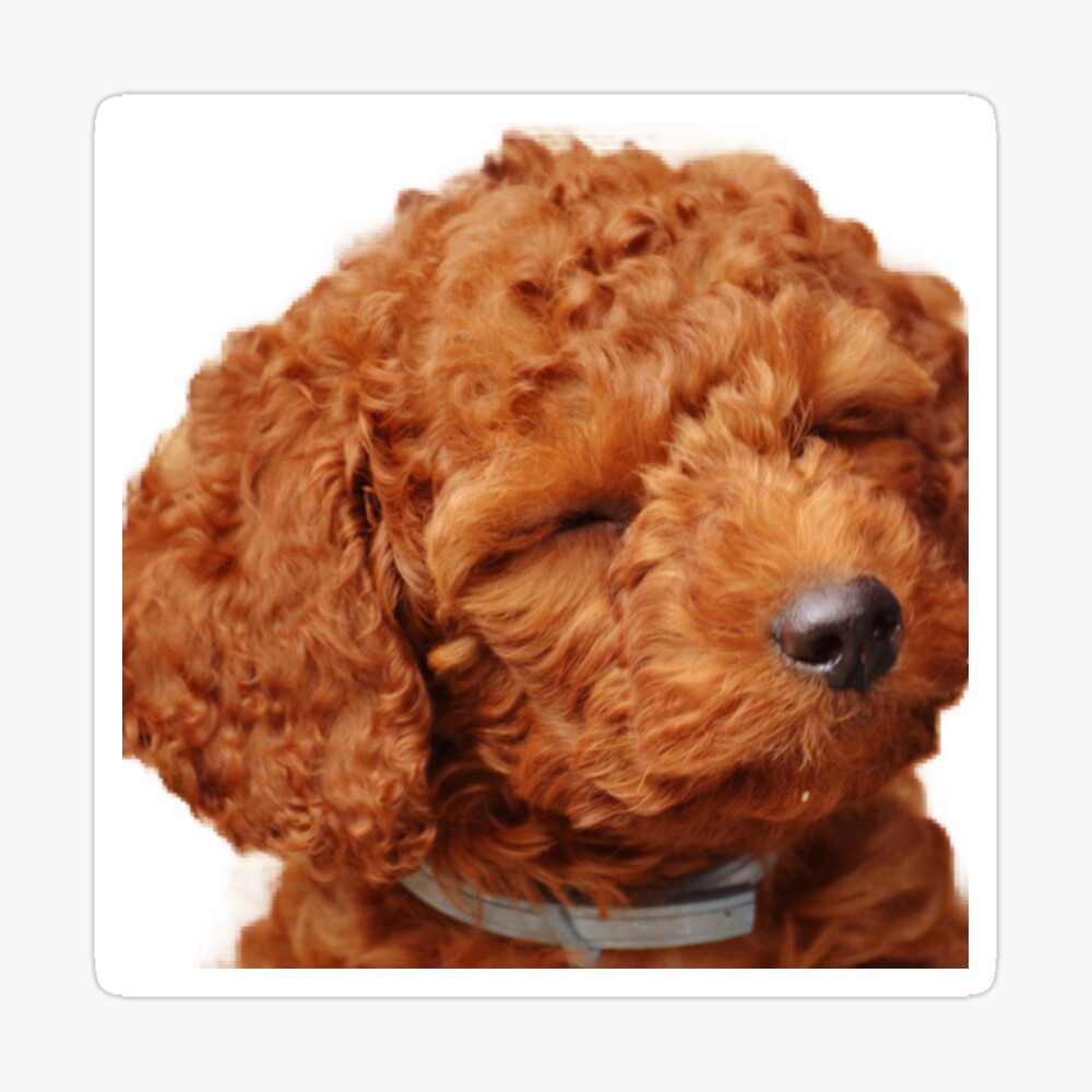 apricot poodle puppy