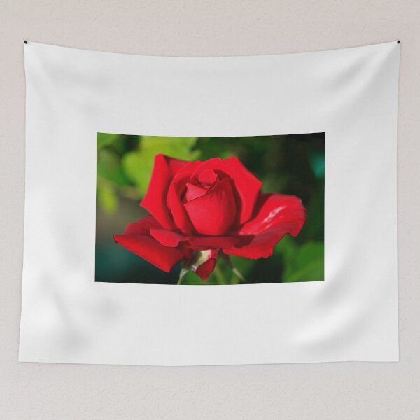 Item preview, red rose in summer garden designed and sold by olena2552.