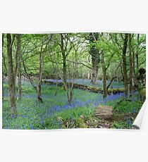 Bluebell Wood Poster