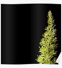 A Fern I Found, A Foxtail Fern Poster