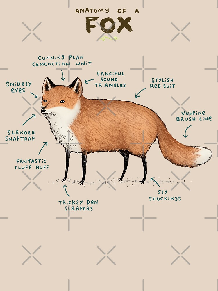 Anatomy of a Fox by SophieCorrigan