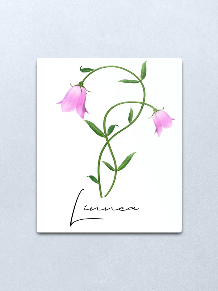 Alternate view of Nordic Wildflower Linnea Twinflower Pretty Pink Flowers floral Metal Print