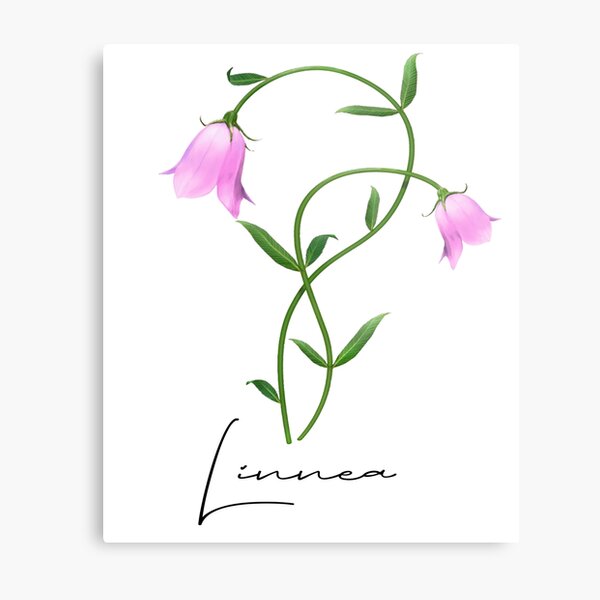 Nordic Wildflower Linnea Twinflower Pretty Pink Flowers floral Metal Print
