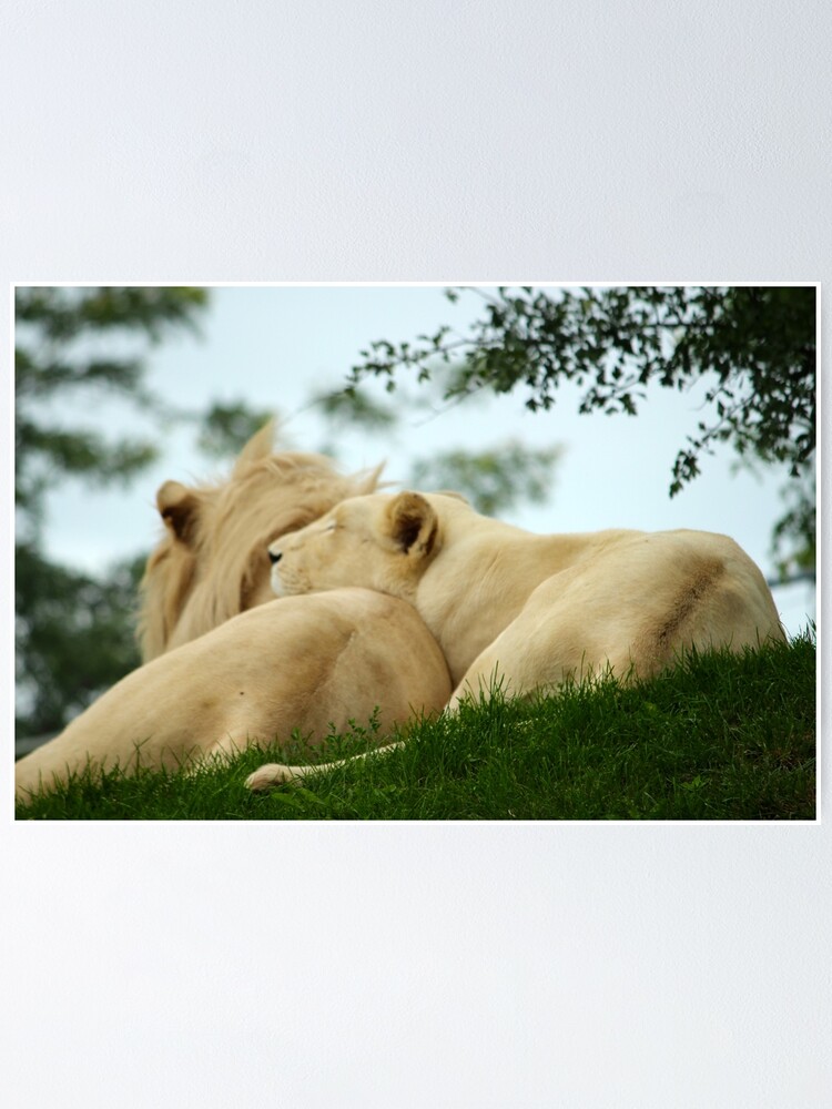 Póster «Leones dormidos» de HK-Photography | Redbubble