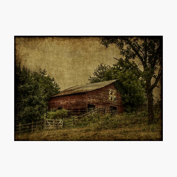 Bovine Babies Photographic Print