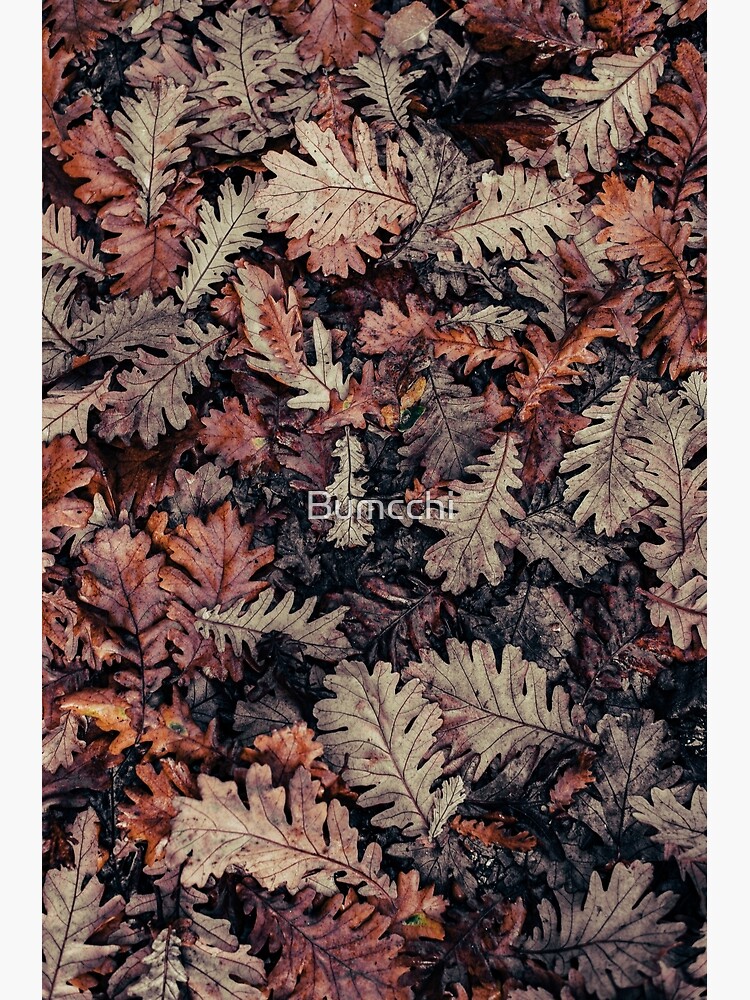 Dried Autumn Leaves - HD Nature by Bumcchi