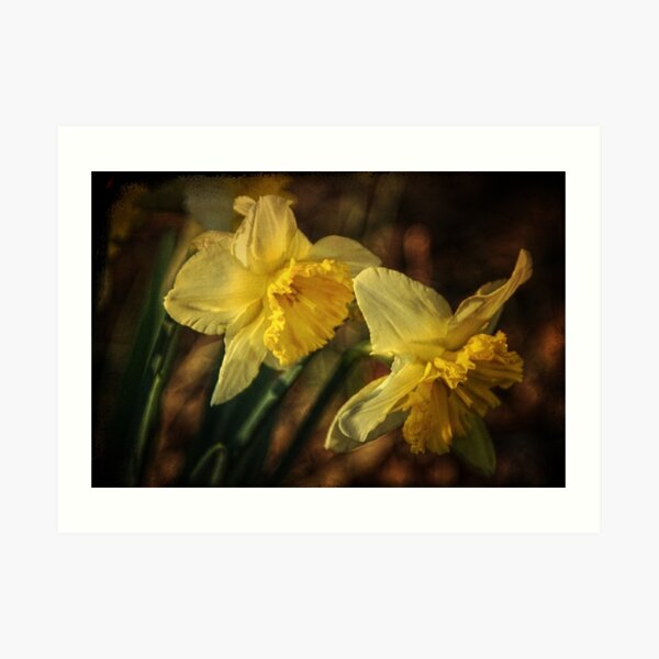 Daffodil Afternoon Art Print