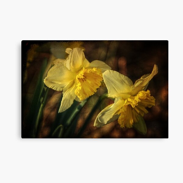 Daffodil Afternoon Canvas Print
