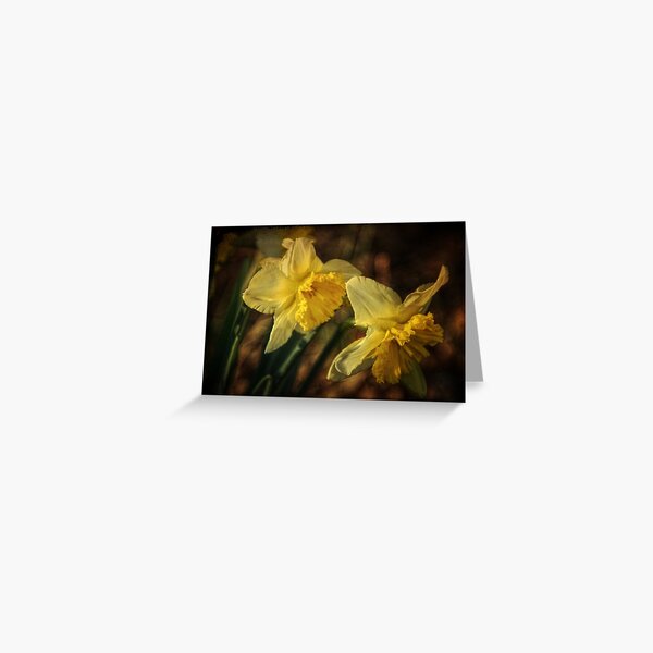 Daffodil Afternoon Greeting Card