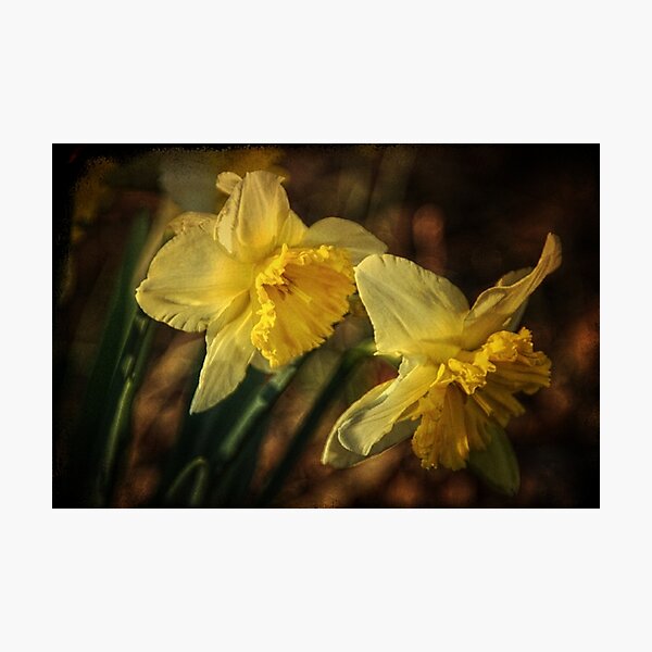 Daffodil Afternoon Photographic Print