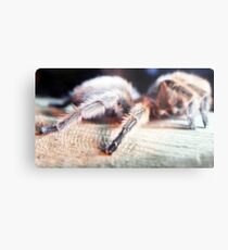 Hairy Metal Print