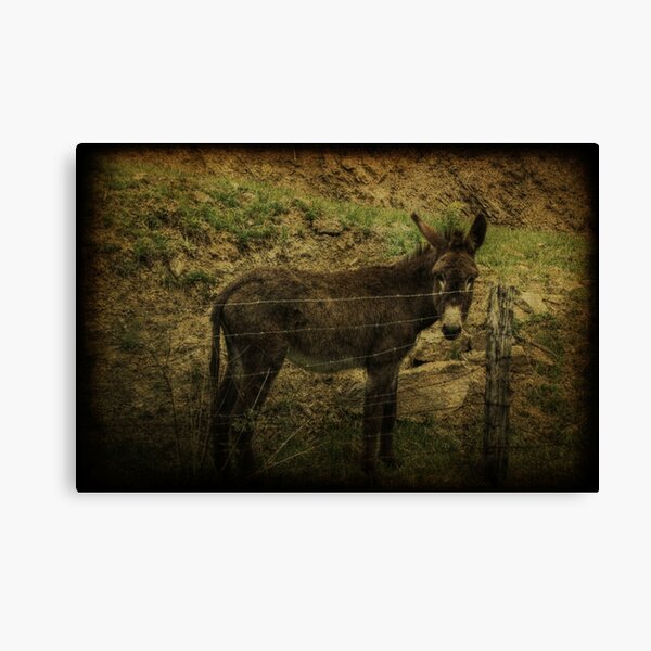 If Not For the Barbed Wire Fence Canvas Print