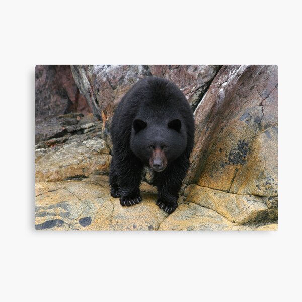 Bear Rock Canvas Print