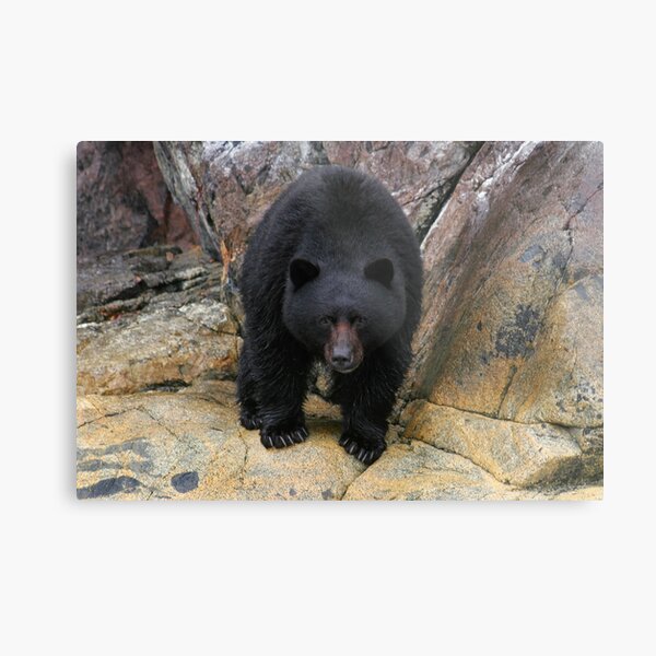 Bear Rock Metal Print