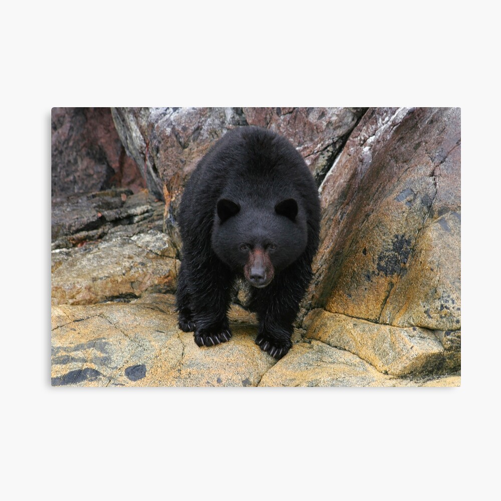 Bear Rock Canvas Print