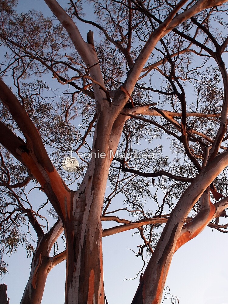 Gum at Coolgardie Sunrise with Moon by yallmia