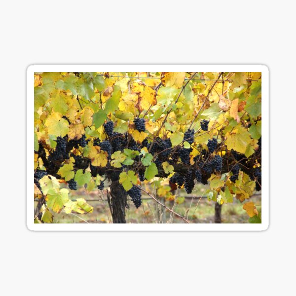 Item preview, Fruity - Magpie Springs - Adelaide Hills - Fleurieu Peninsula by South Australian artist Avril Thomas designed and sold by MagpieSprings.