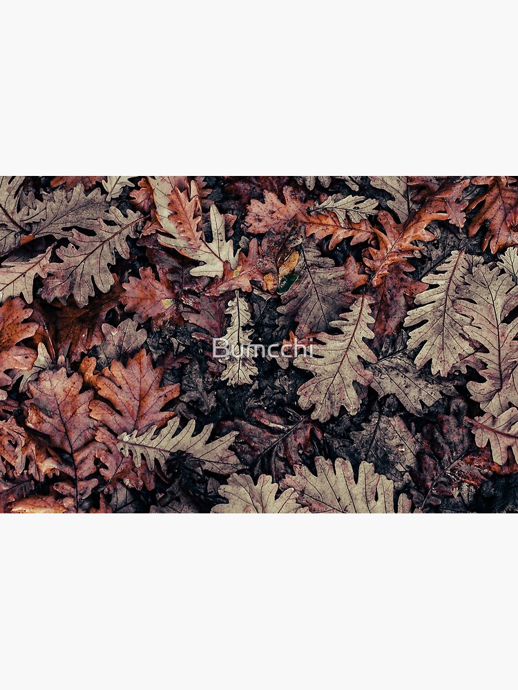 Dried Autumn Leaves - HD Nature by Bumcchi