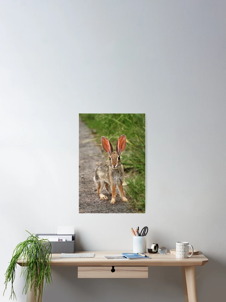 Thumbnail 2 of 3, Poster, Cottontail Rabbit designed and sold by Barbara Manis.