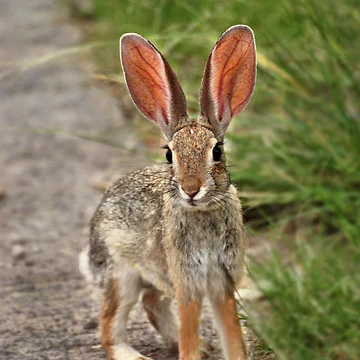 Artwork thumbnail, Cottontail Rabbit by Barbara Manis