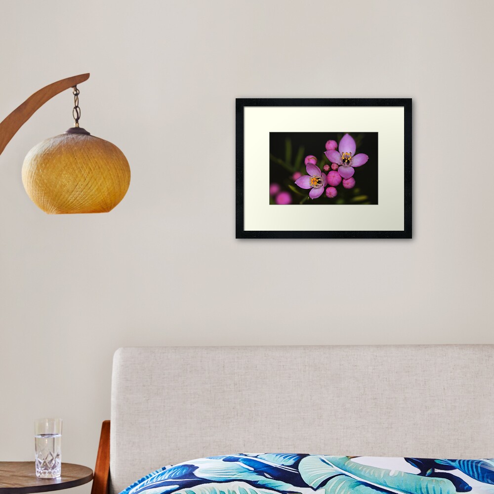 Boronia safrolifera Framed Art Print
