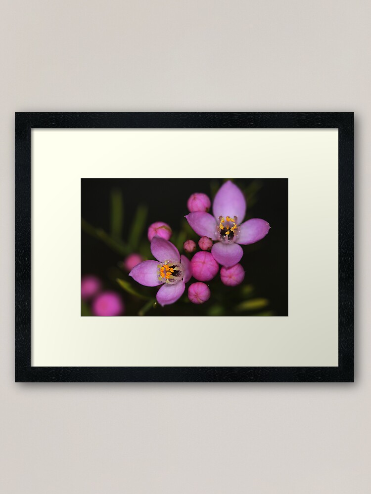 Alternate view of Boronia safrolifera Framed Art Print