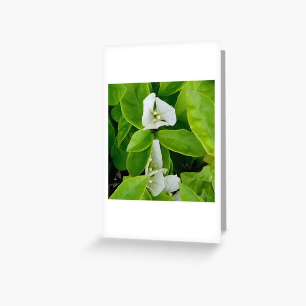 Begin Afresh Greeting Card