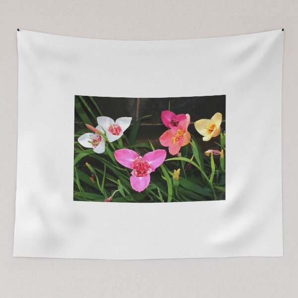 Item preview, Tigridia - Pavonia ... Tiger Flowers designed and sold by AnnDixon.