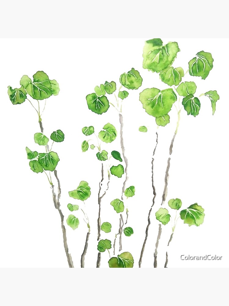 Green indoor plant watercolor  by ColorandColor