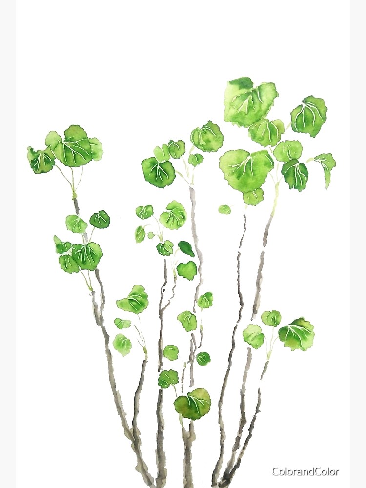 Green indoor plant watercolor by ColorandColor