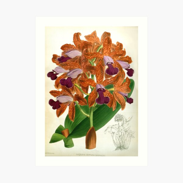 Cattleya Guttata Leopoldii Lindenia Orchid Art Print